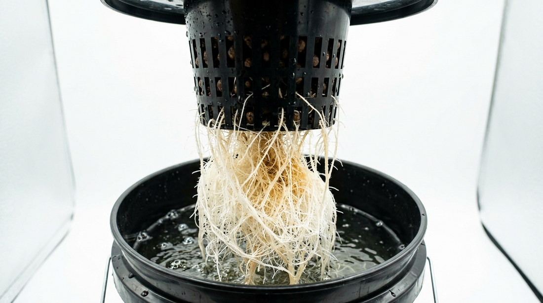 Healthy white hydroponic roots suspended in clear nutrient water, no root rot