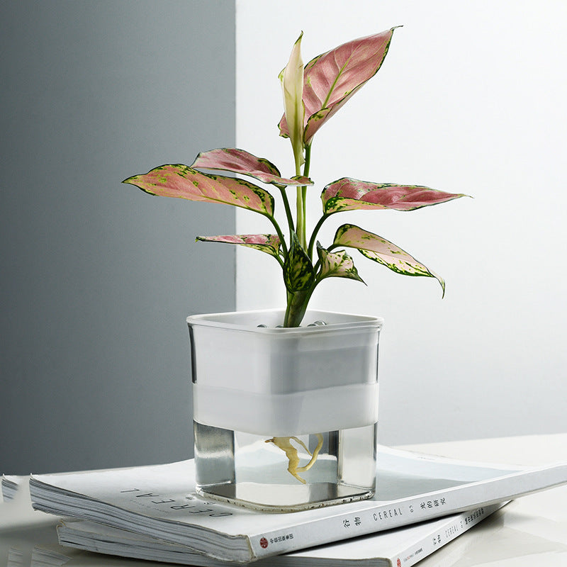 Transparent hydroponic planter showcasing vibrant plants growing, ideal for indoor gardening and modern plant cultivation.