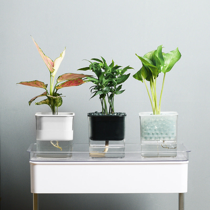 Transparent hydroponic planter showcasing healthy green plants growing, ideal for indoor gardening and modern plant cultivation.