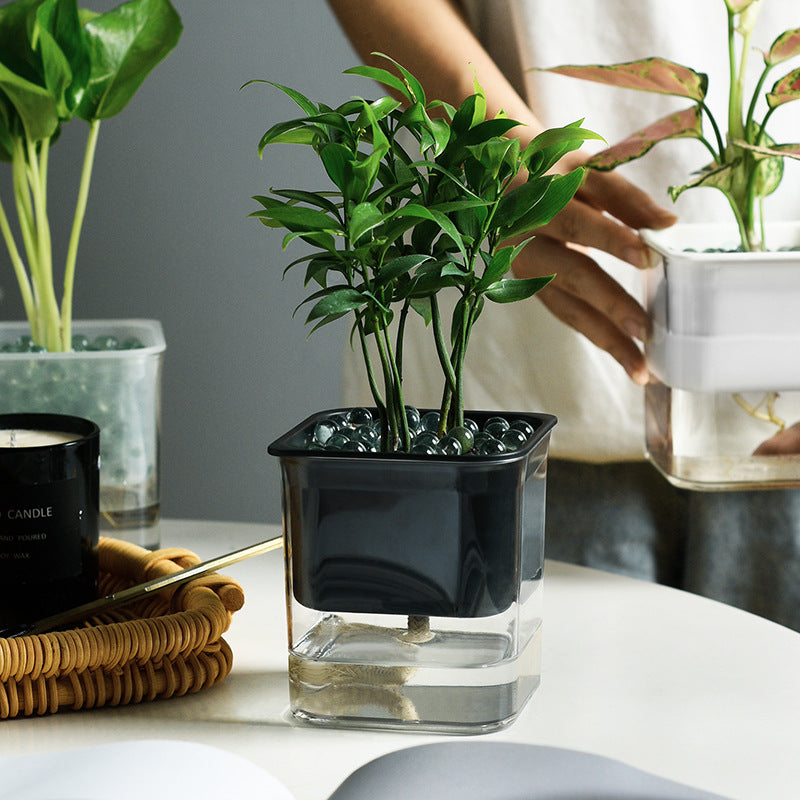 Transparent hydroponic planter showing thriving indoor plants, designed for efficient root growth and modern plant cultivation.