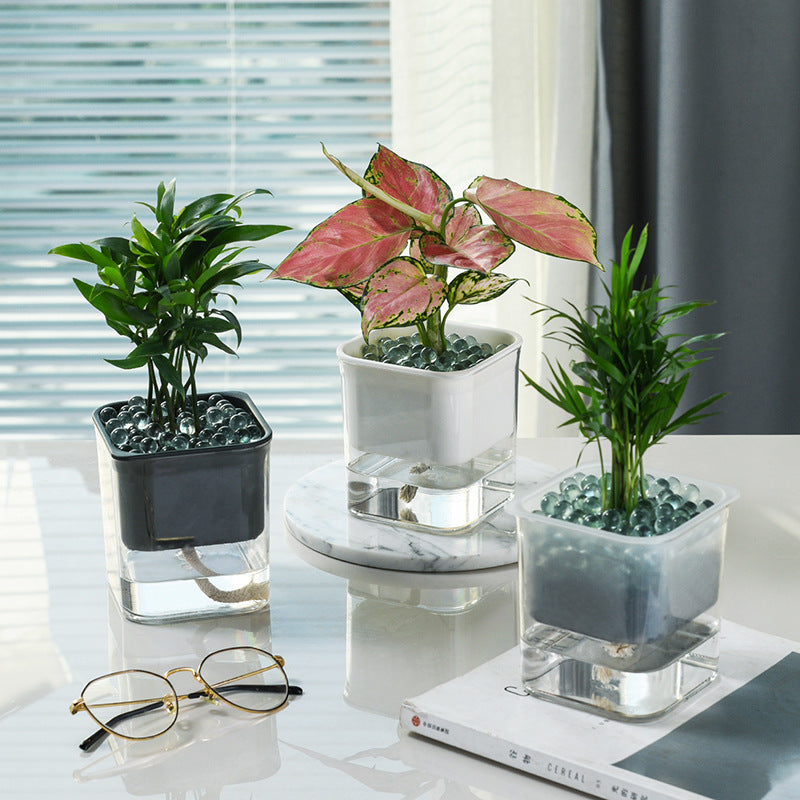 Transparent hydroponic planter showcasing healthy green plants thriving in a modern, water-based gardening system.
