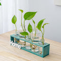 Elegant glass hydroponic vase ideal for growing greenery indoors with modern style and clear, sleek design.